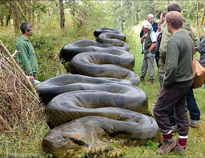 ‘What A Beast!’ Huge Snake Found By Hiker Near South Carolina Creek ...